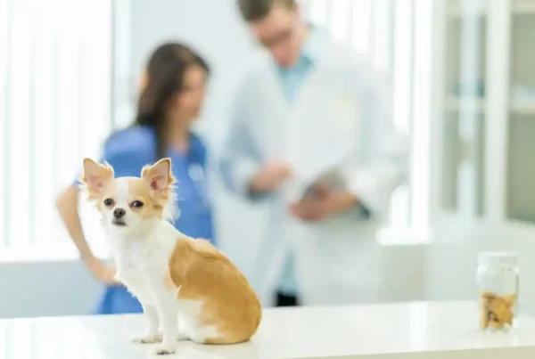 Veterinário Pode Recusar Atendimento?