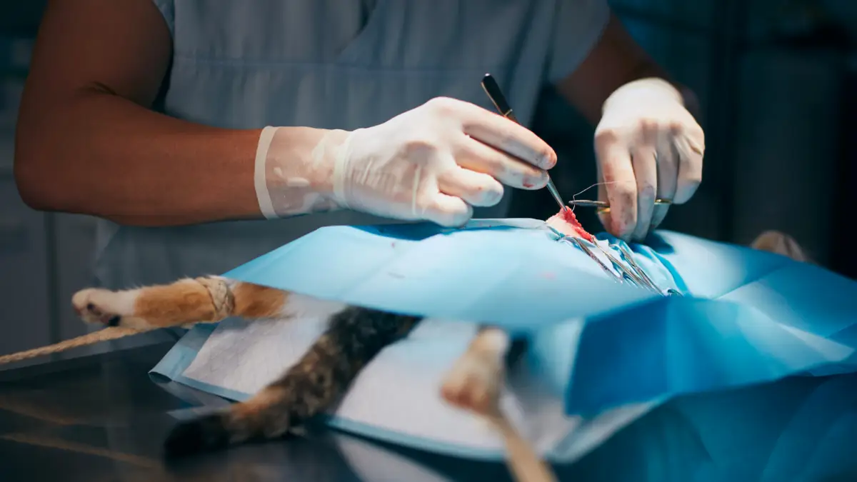 Responsabilidade Civil das Clínicas e Hospitais Veterinários em Casos de Erro Veterinário